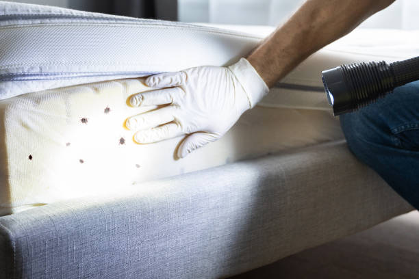 Best Termite Control Services  in Wabasha, MN